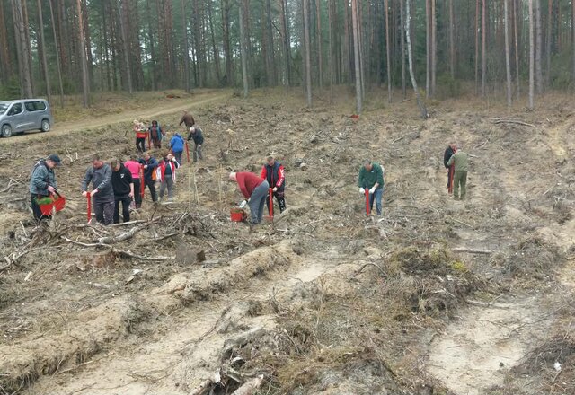 Veisiejų ir Kapčiamiesčio žmonės dalyvavo tradicinėje miškasodžio akcijoje