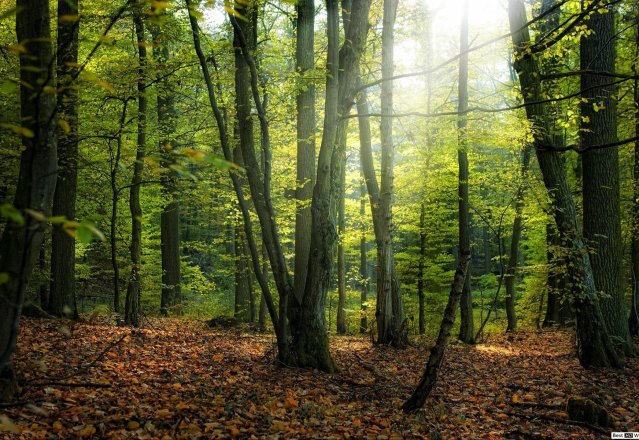 Informacinis pranešimas apie numatomus rengti specialiojo teritorijų planavimo dokumentus.