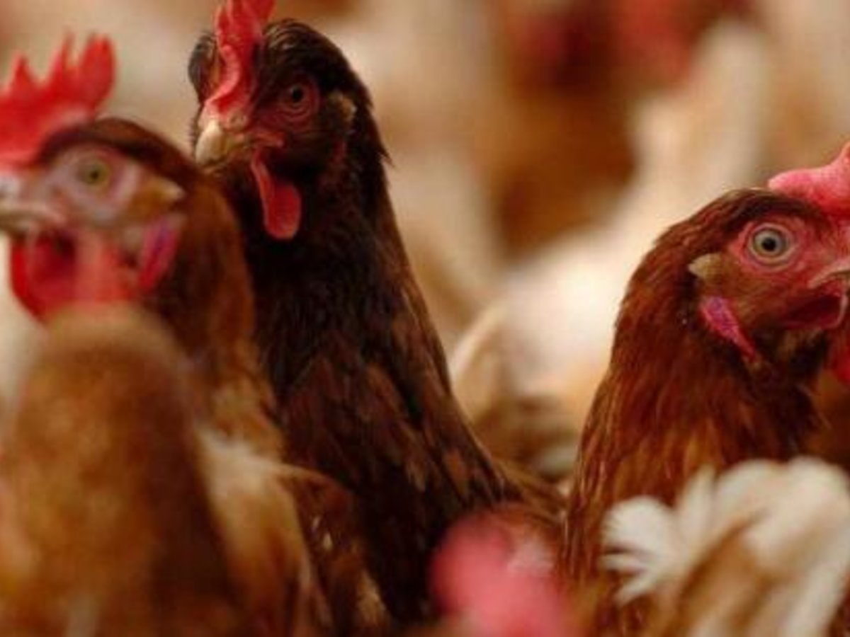 Valstybinė maisto ir veterinarijos tarnyba įspėja: nepirkite paukščių iš nelegalių pardavėjų