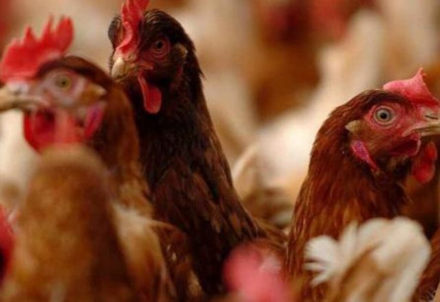Valstybinė maisto ir veterinarijos tarnyba įspėja: nepirkite paukščių iš nelegalių pardavėjų