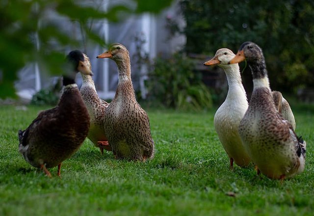 Rajone nustatytas pirmasis paukščių gripo atvejis