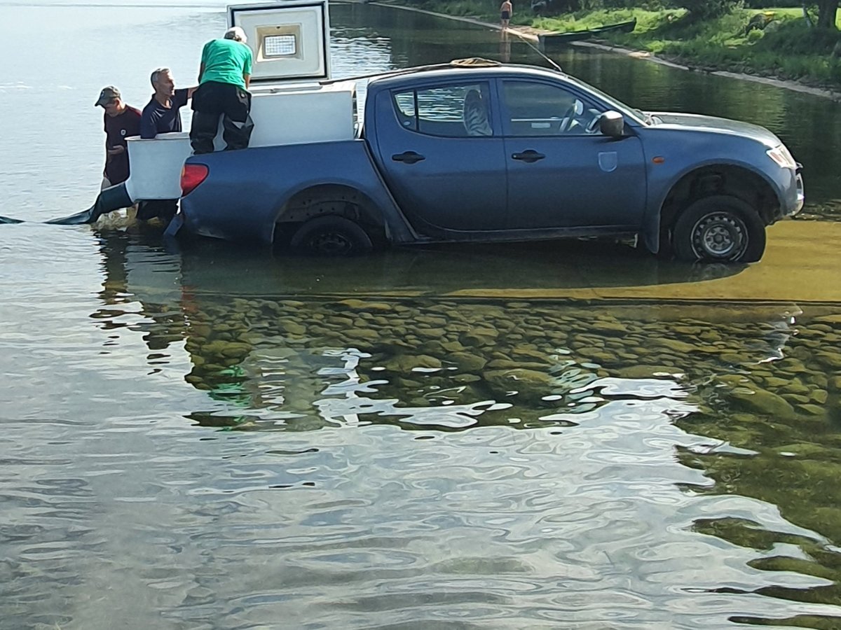 Šiandien į Dusios ežero vandenis iškeliavo net 11 tūkstančių paprastojo šamo jauniklių