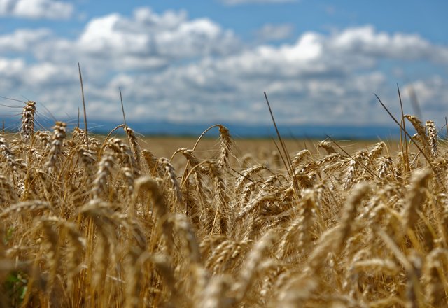 Rajono žemdirbiai daugiausia augina žieminių kviečių