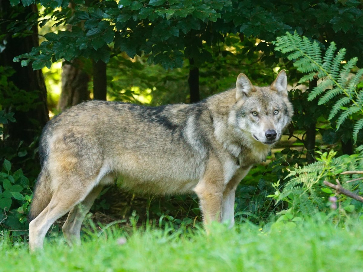 Kviečiame ūkininkus teikti paraiškas gauti paramą nuo vilkų daromos žalos