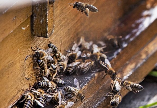 Svarbu bitininkams: numatyta 1,1 mln. eurų parama 8 priemonėms įgyvendinti. Kviečiame teikti...