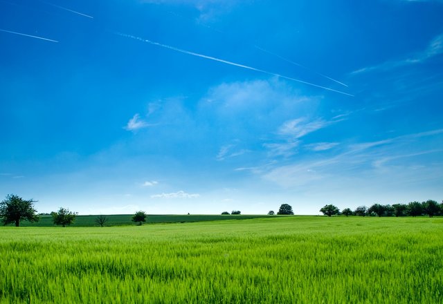 Pasėlių deklaravimo taisyklėse – išimtys dėl žalinimo