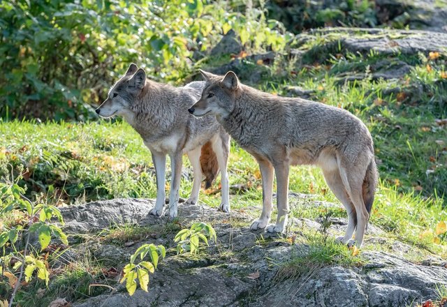 Svarbi žinia rajono galvijų augintojams ir visiems gyventojams