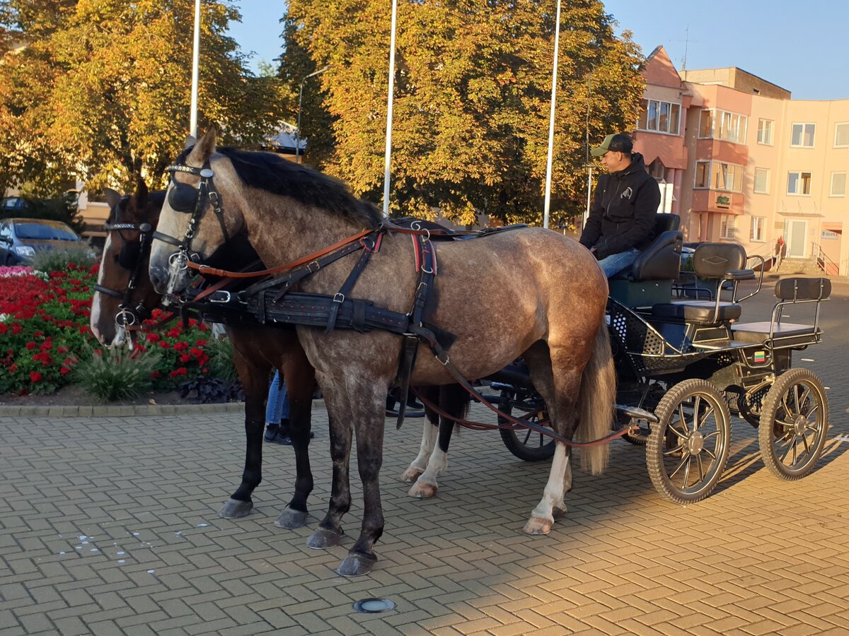 Lazdijiečiai į darbą ir mokslus šiandien vyko legendiniais Justino Markevičiaus žirgais