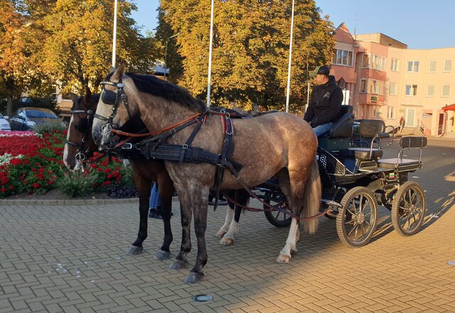 Lazdijiečiai į darbą ir mokslus šiandien vyko legendiniais Justino Markevičiaus žirgais