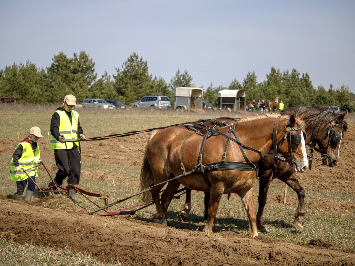 Nematerialaus kultūros paveldo sąvade – Lazdijų krašto arimo arkliais tradicija