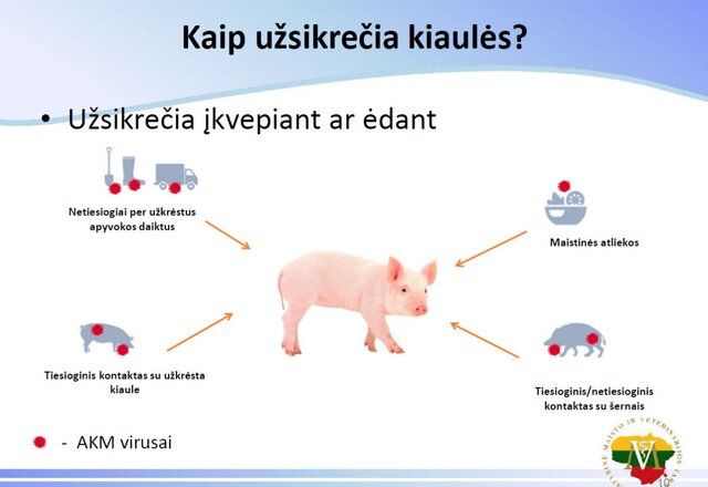 Būdviečio seniūnijoje nustatytas antrasis afrikinio kiaulių maro atvejis  