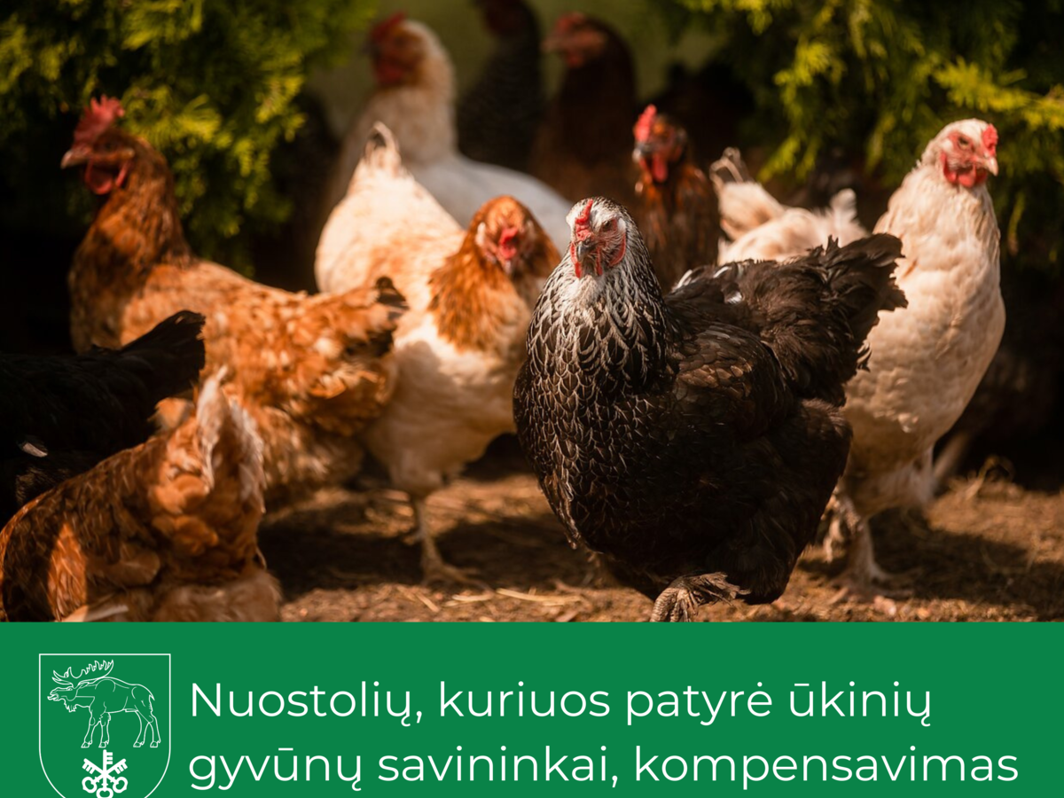 Nuostolių, kuriuos patyrė ūkinių gyvūnų savininkai, kompensavimas 