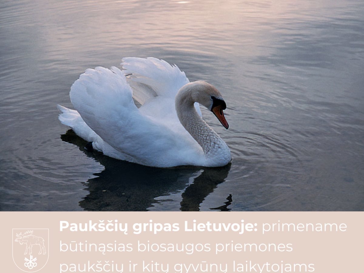 Paukščių gripas Lietuvoje: primename būtinąsias biosaugos priemones paukščių ir kitų gyvūnų...