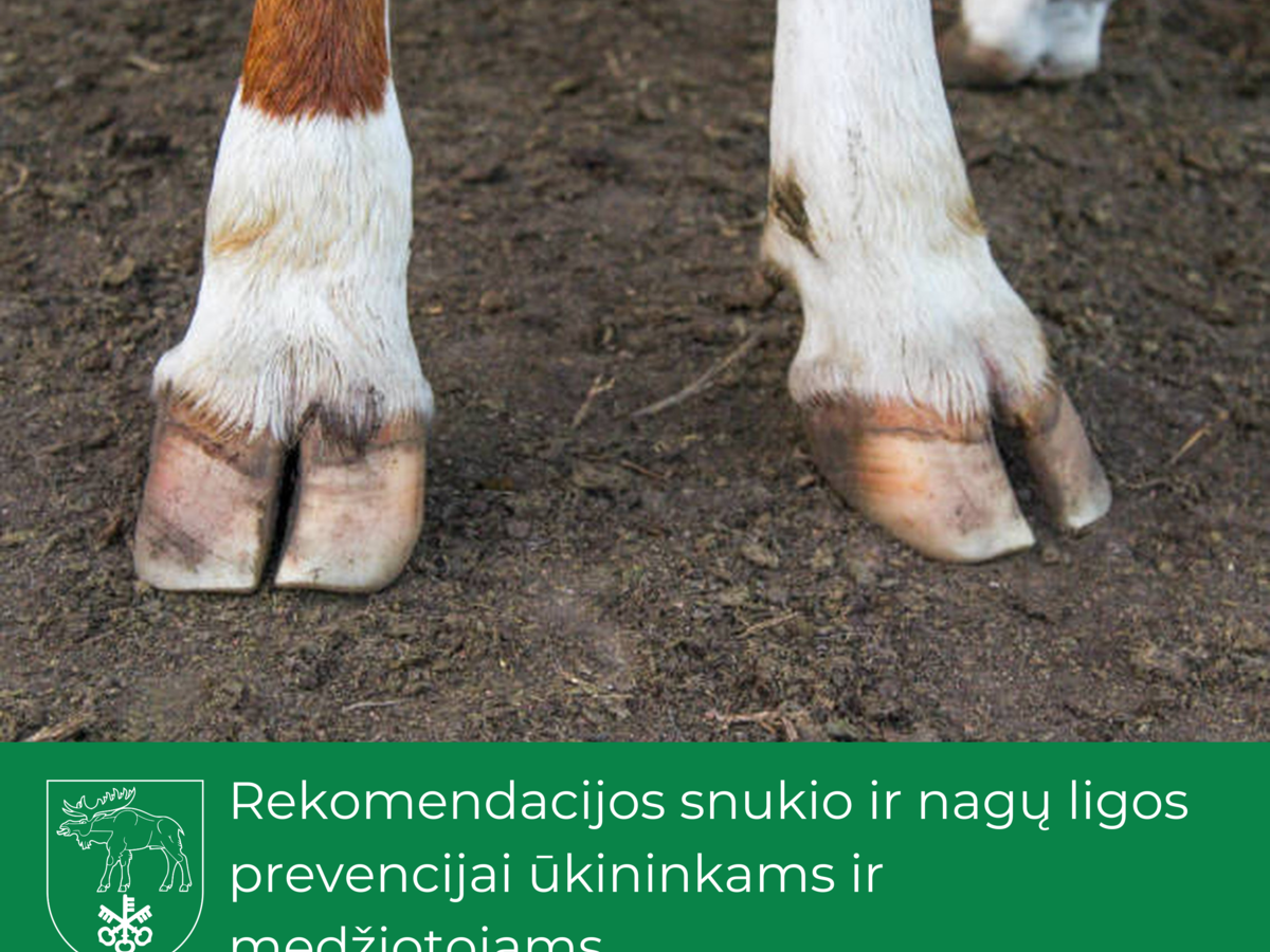 Rekomendacijos snukio ir nagų ligos prevencijai ūkininkams ir medžiotojams