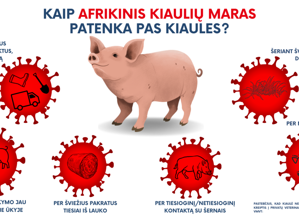 Pirmasis šiemet afrikinio kiaulių maro protrūkis – kiaulių ūkyje Latvijoje