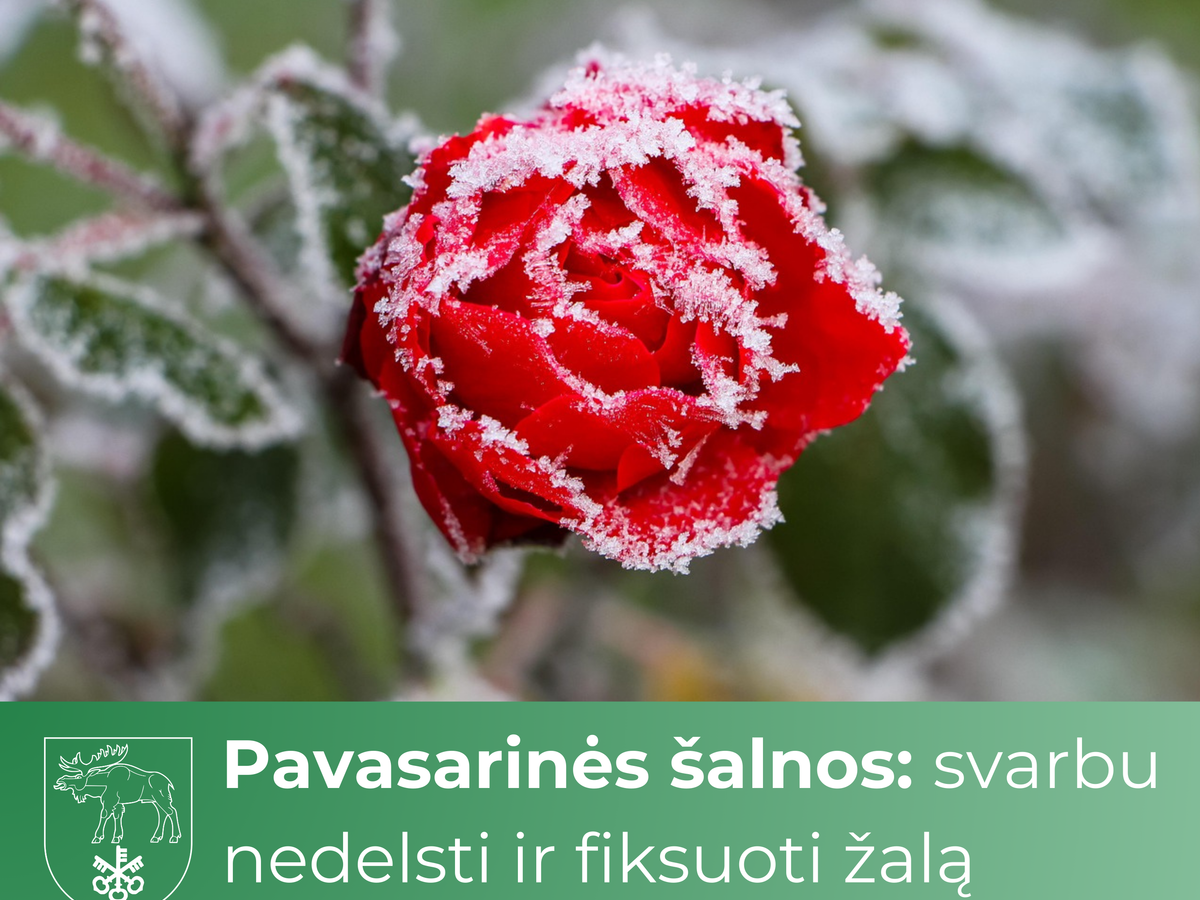Pavasarinės šalnos: svarbu nedelsti ir fiksuoti žalą