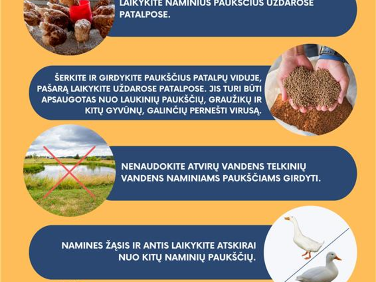 Dėl paukščių gripo rizikos – svarbi informacija augintojams ir „Pasienio fiestos“ lankytojams