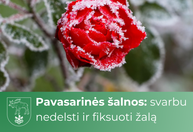 Pavasarinės šalnos: svarbu nedelsti ir fiksuoti žalą