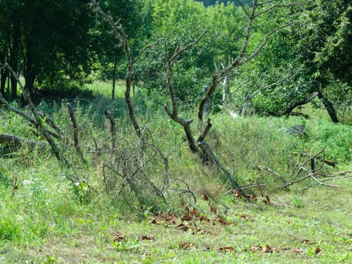 Sudarytas 2025 metų nenaudojamų, apleistų nuosavybės teise valdomų kitos paskirties žemės sklypų...