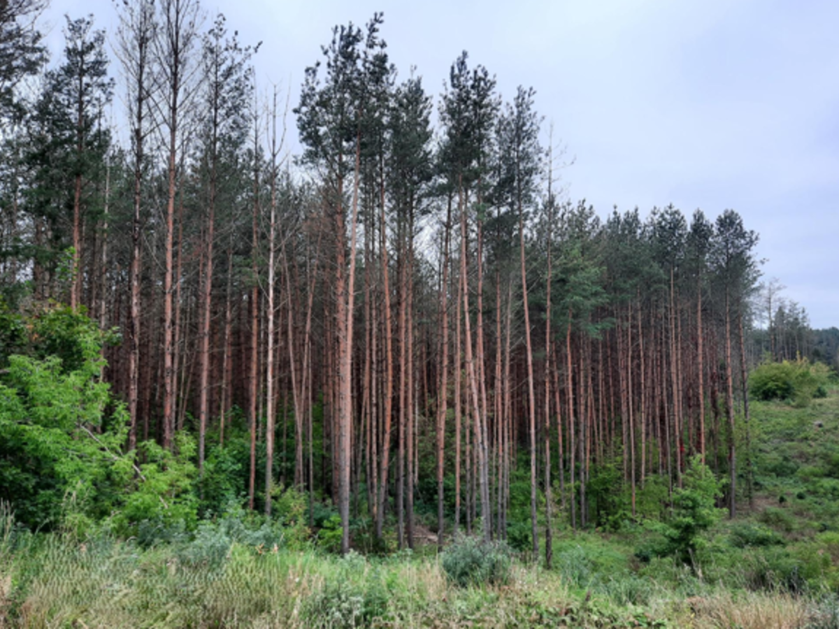 Savivaldybės miškuose vyksta darbai
