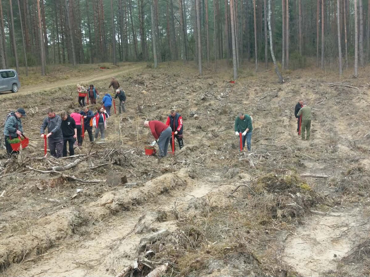 Veisiejų ir Kapčiamiesčio žmonės dalyvavo tradicinėje miškasodžio akcijoje